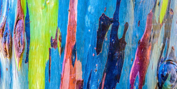 colorful-trunk-of-the-rainbow-eucalyptus-tree-shutterstock_218099458-2
