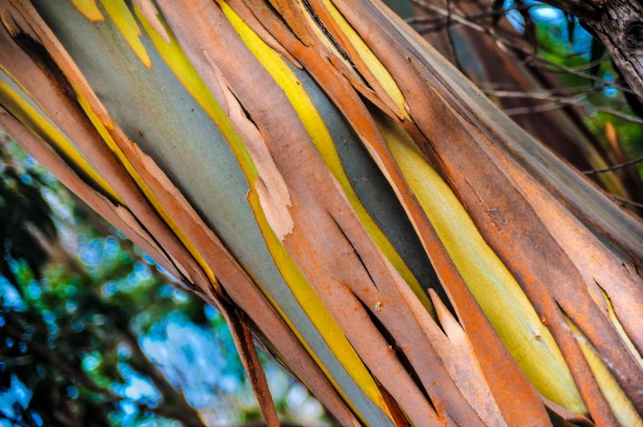 eucalyptus-gum-tree-north-of-madeira-island-portugal-shutterstock_55519324-2