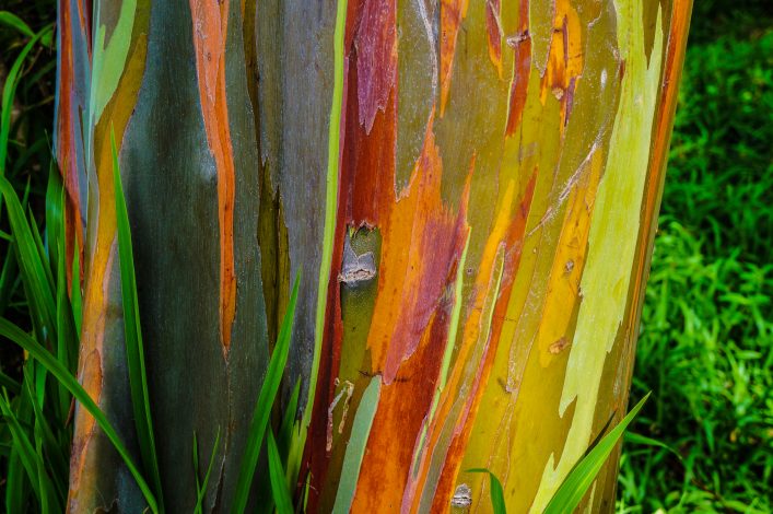 painted-eucalyptus-tree-on-the-road-to-hana-in-maui-hawaii-shutterstock_399762709-2