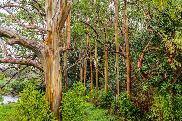 rainbow-eucalyptus-trees-maui-hawaii-usa-shutterstock_274124957-2