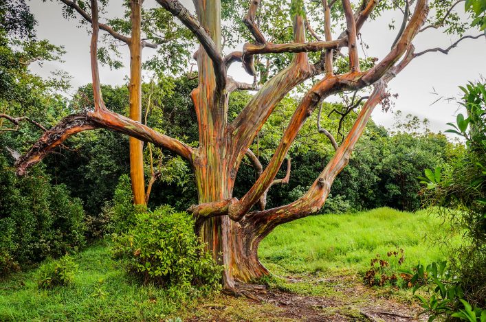 rainbow-eucalyptus-trees-maui-hawaii-usa-shutterstock_274124999-2