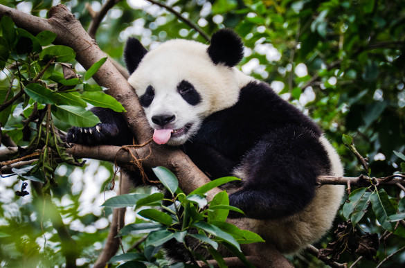 panda-with-tongue-out-istock_000018810497_large-2 (1)