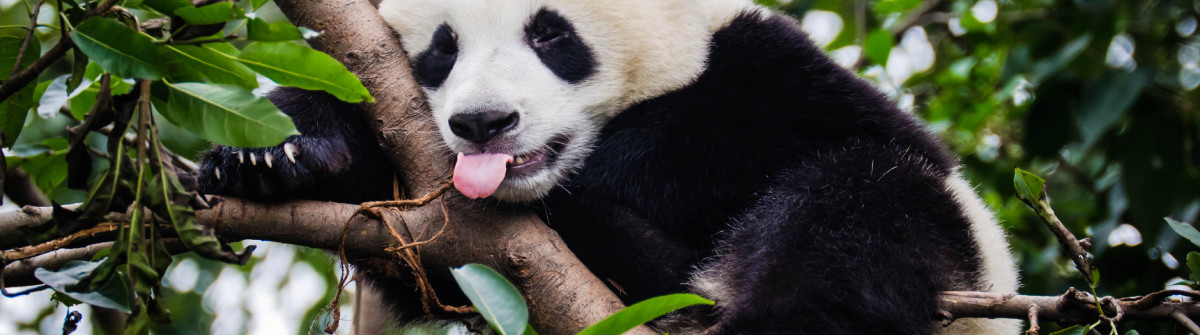 panda-with-tongue-out-istock_000018810497_large-2