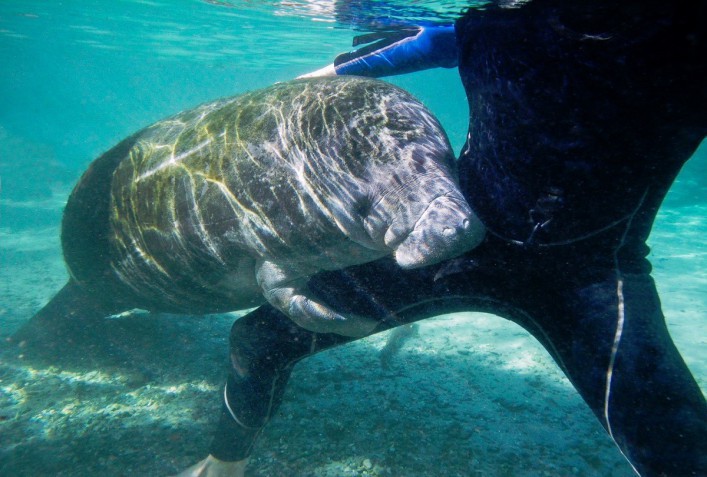 urlaubsguru.de_wild-florida-manatee-interacting-with-snorkeler-istock_000019203990_medium-707×477
