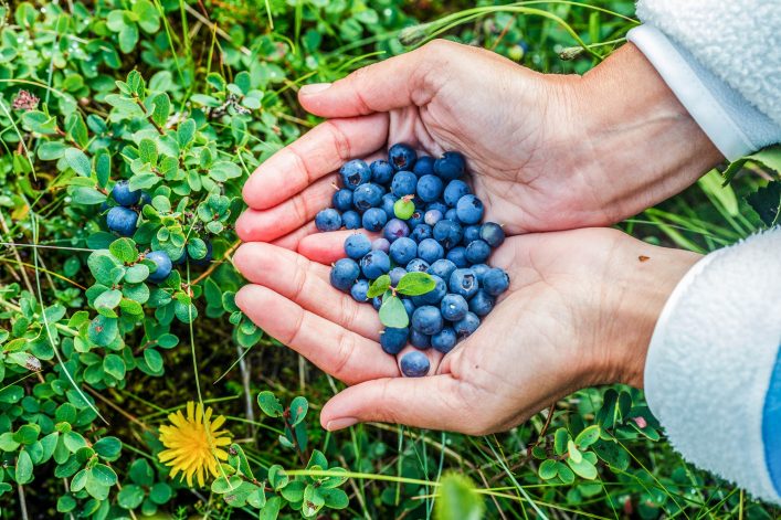 human-hands-and-a-bush-of-a-ripe-blueberry-at-the-summer-iceland-shutterstock_174107846-2