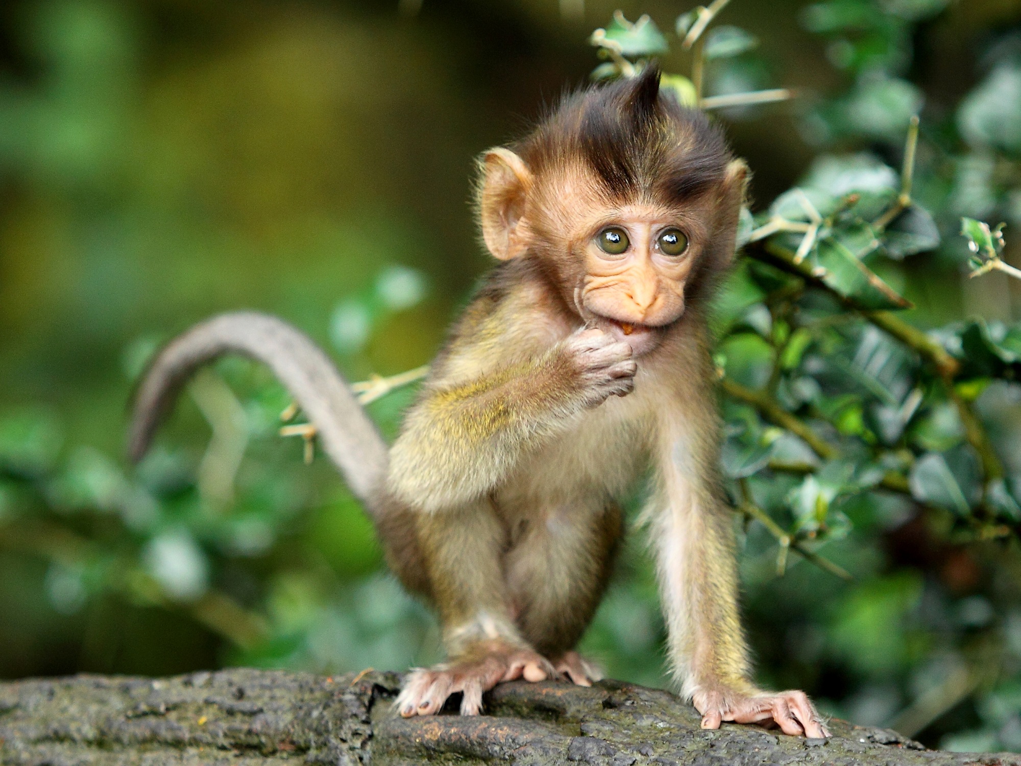  Monkey Forest  in Ubud Entdeckt den Affenpark