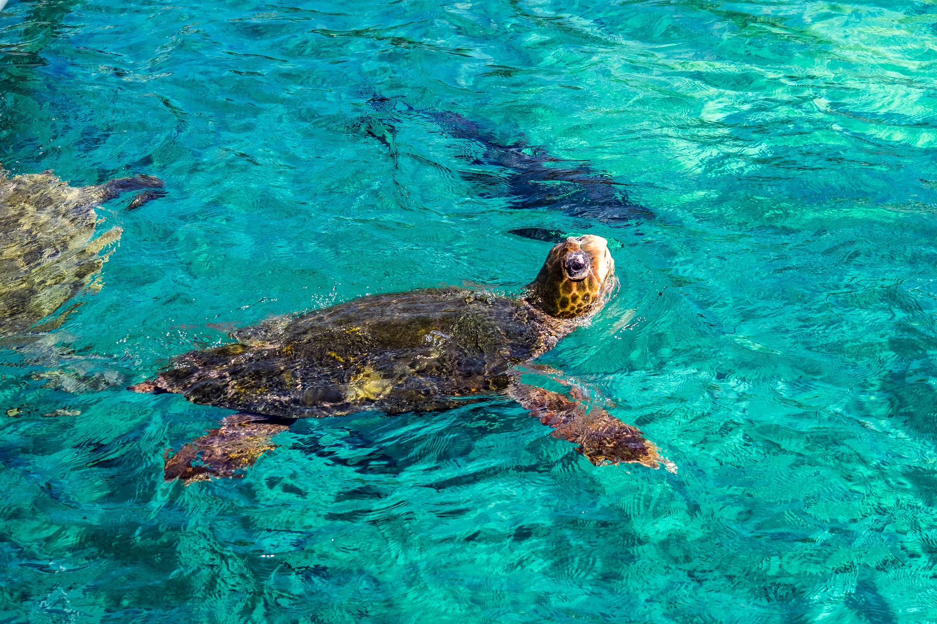 Curacao Tipps, Schwimmende Schildkröte, Karibik