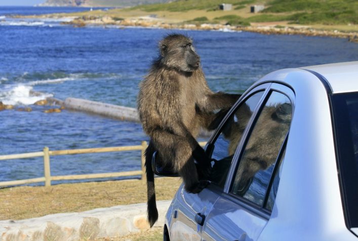 Ein Pavian sitzt auf einem weißen Auto und schaut durch das Fenster. Im Hintergrund liegt eine Küstenlandschaft mit Meer, Felsen und grünen Hügeln unter einem klaren blauen Himmel.