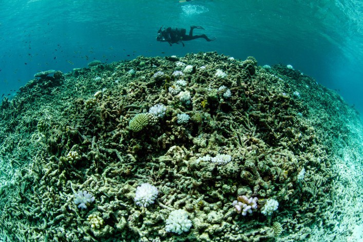 bleached coral with lone diver