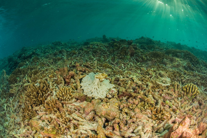degraded coral reef
