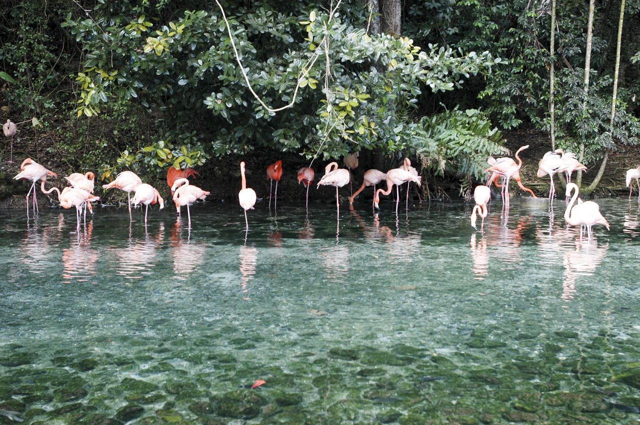 A flock of pink flamingos and reflection in the water