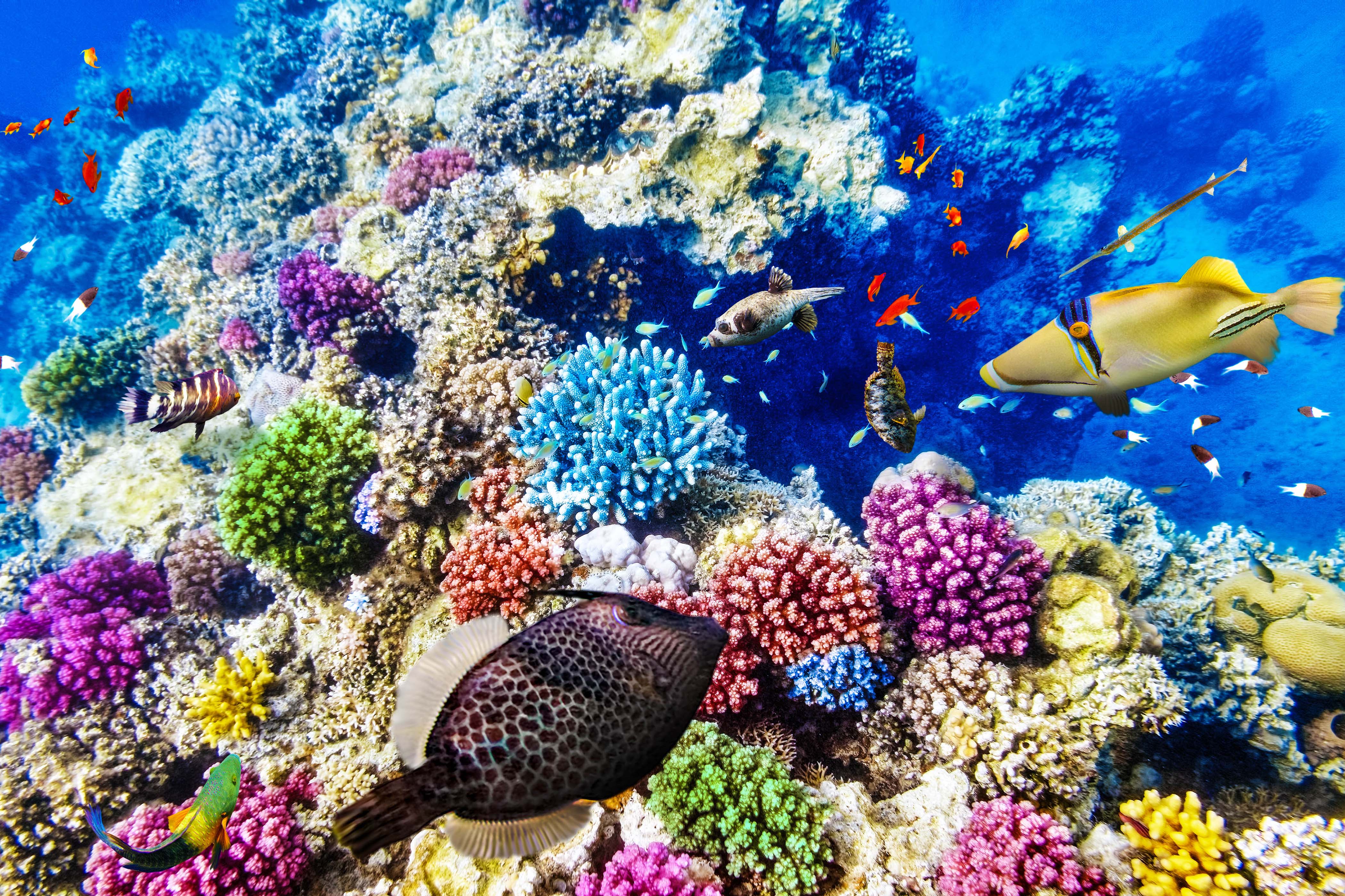 Great Barrier Reef Ist das Riff in Australien tot? | Urlaubsguru