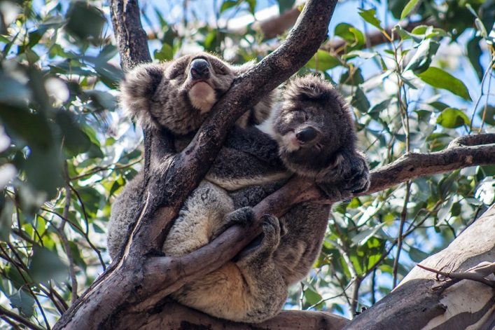 Koalas auf Kangaroo Island