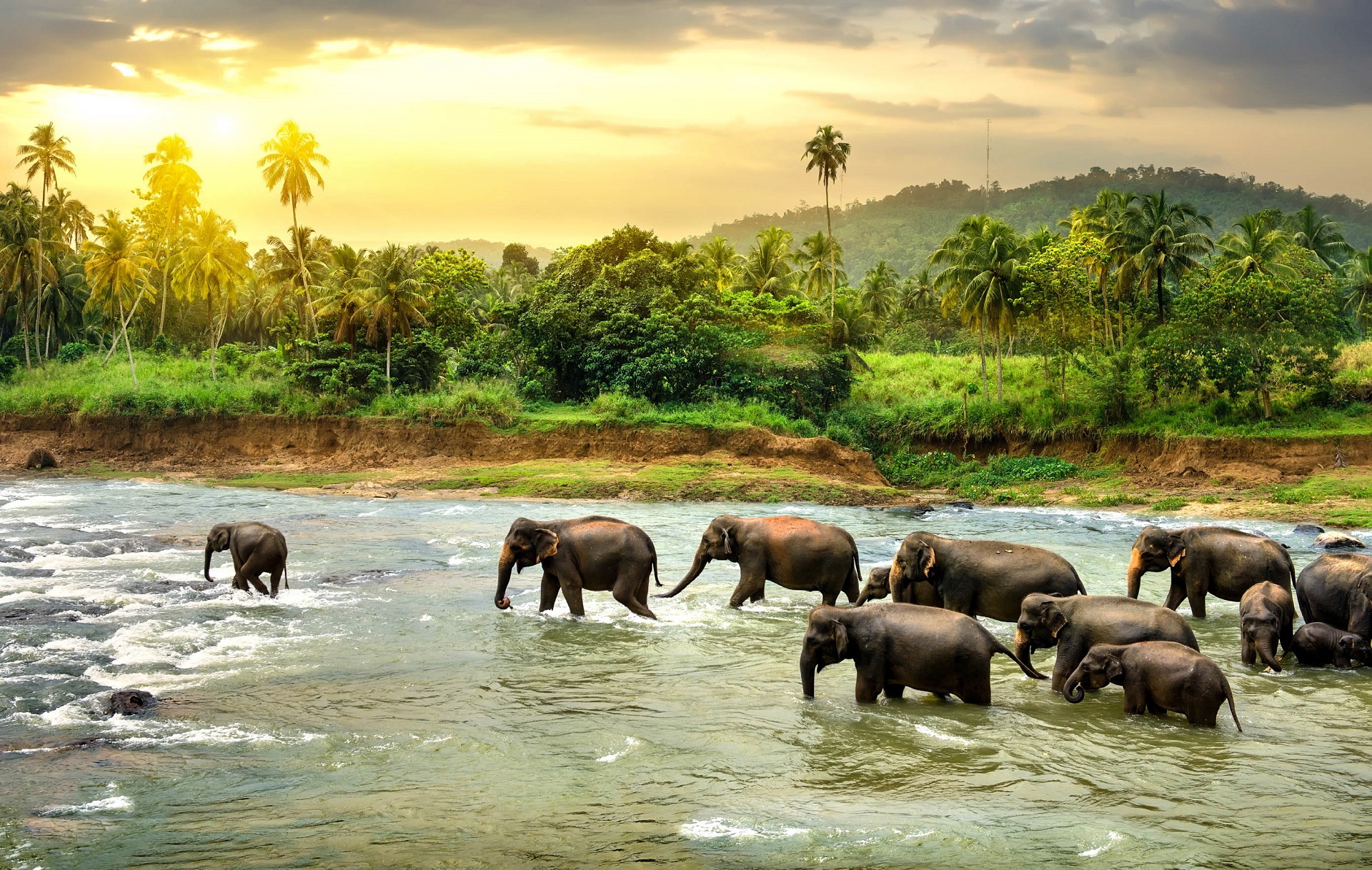 Sri Lanka Tipps Elefanten 