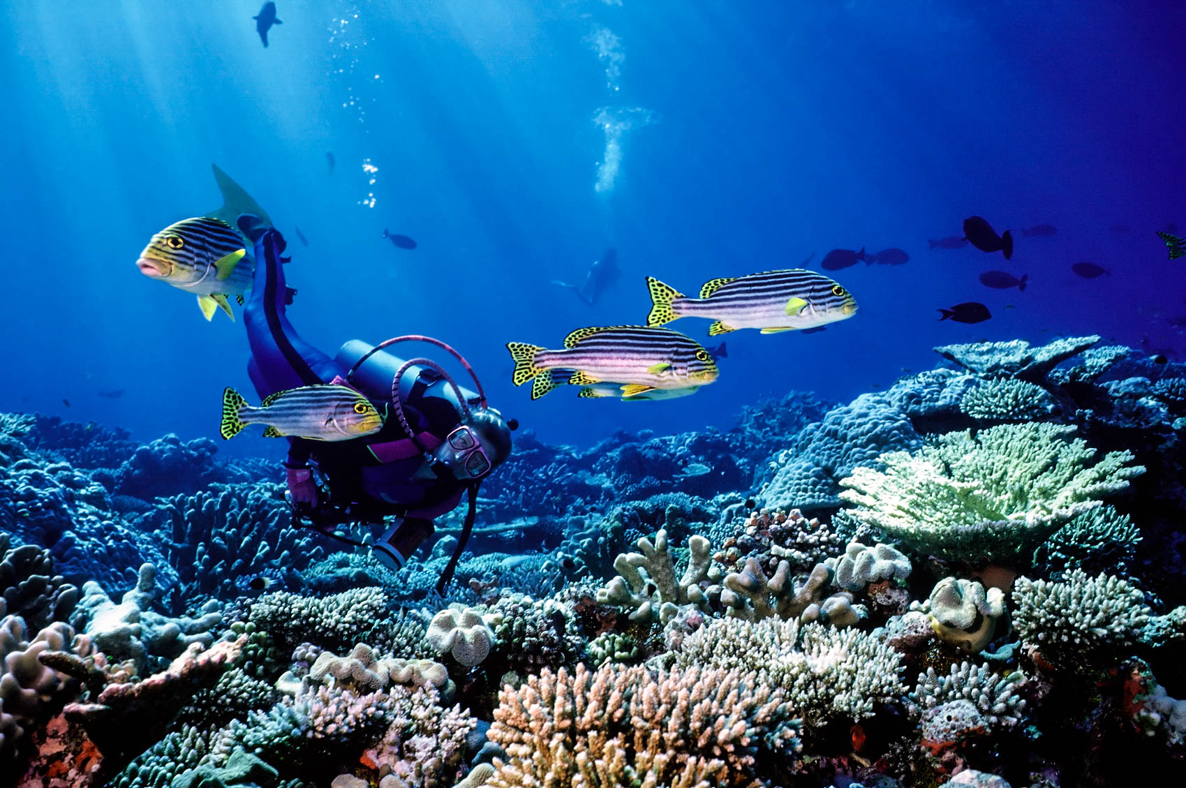Malediven, Sport, Diving, Fish Malediven, Sport, Diving, Fish