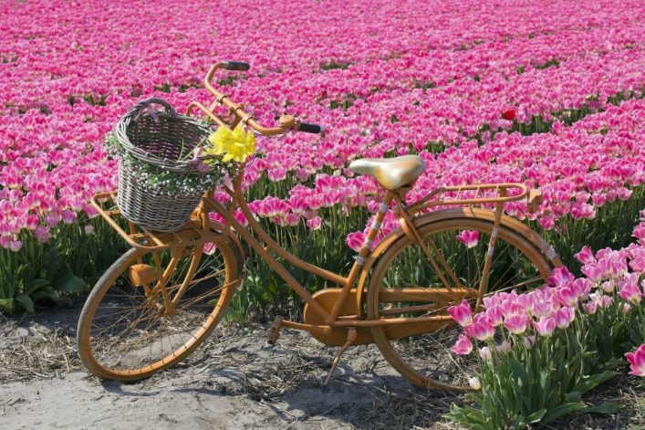 Vordergrund: Ein oranges Fahrrad mit Korb, gefüllt mit gelben Blüten, steht auf einem Pfad. Hintergrund: Weites Feld bunter Tulpenblüte im Keukenhof in Lisse.