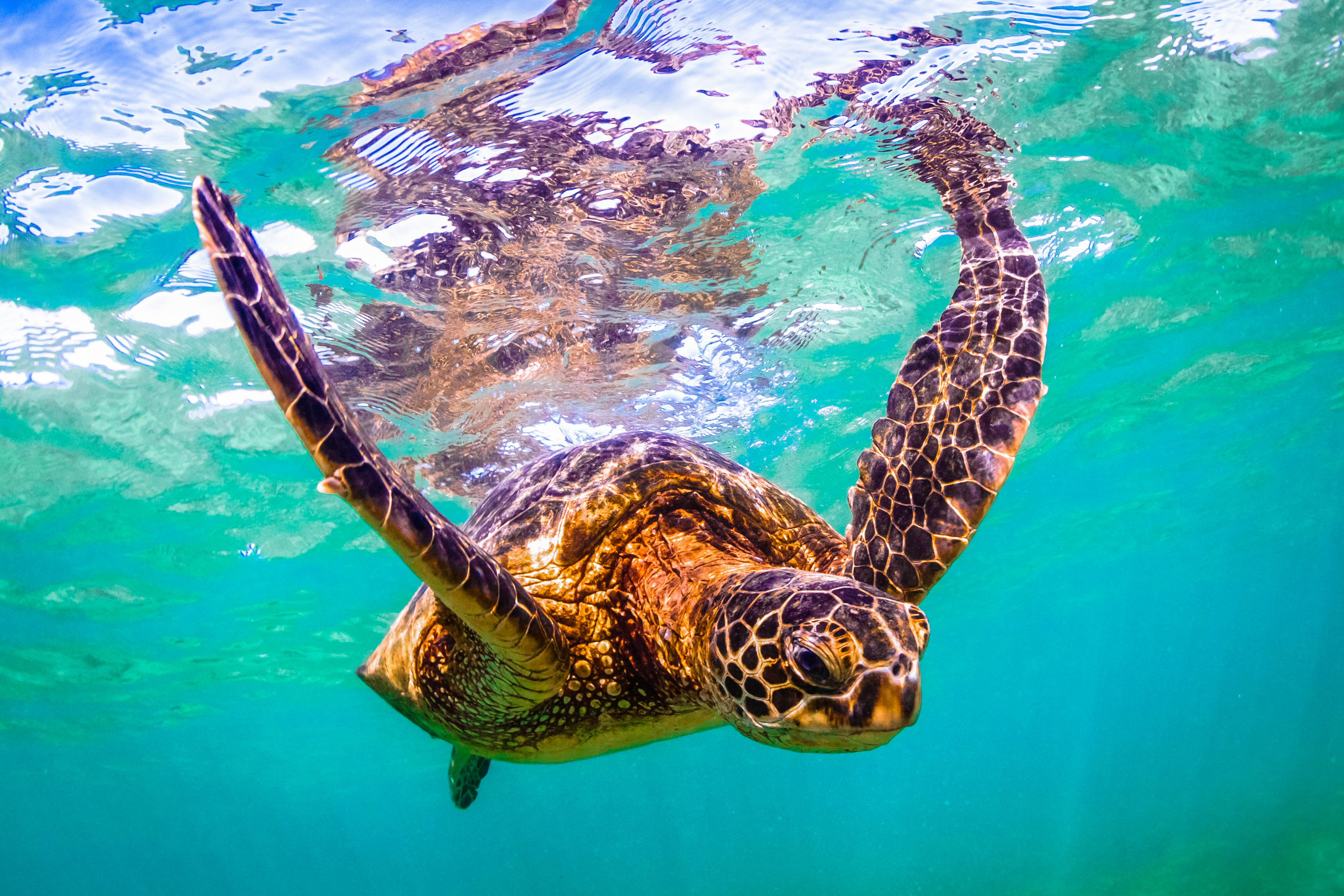 Schildkröte Turtle Abtauchen Tauchen Unterwasserwelt 