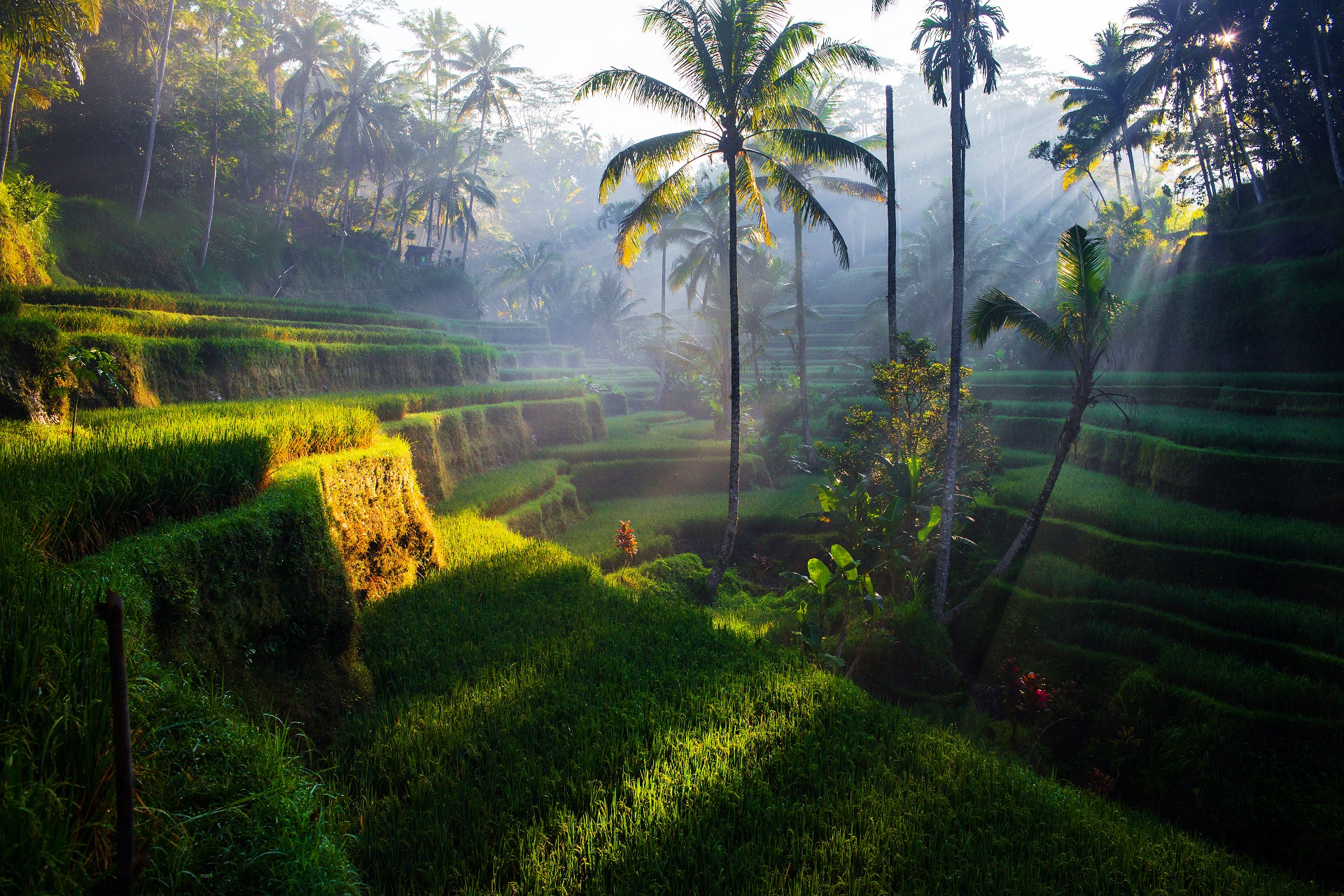 Tegallalang Reiseterrassen auf Bali