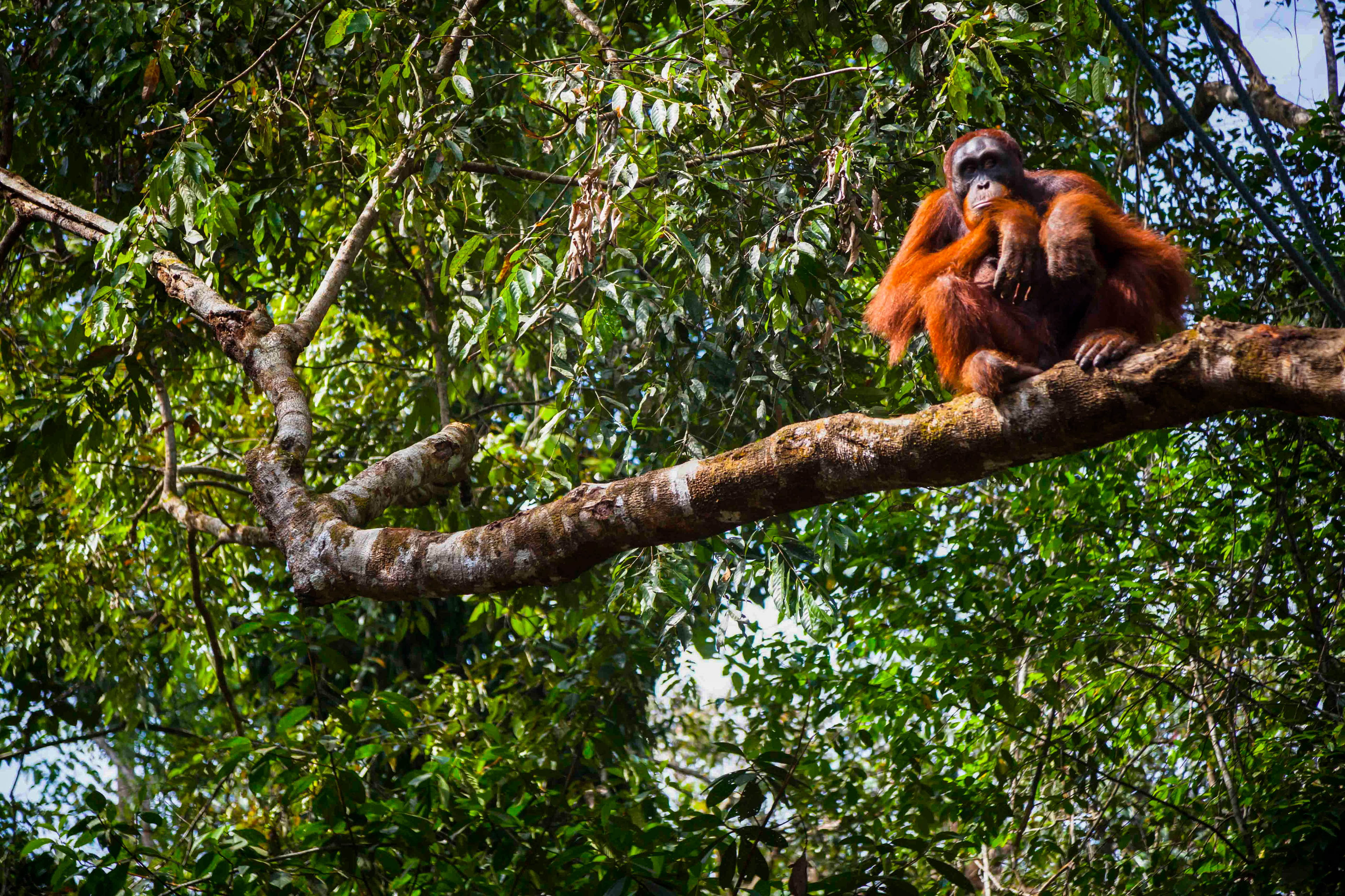 Ein Orang-Utan auf der Insel Sumatra