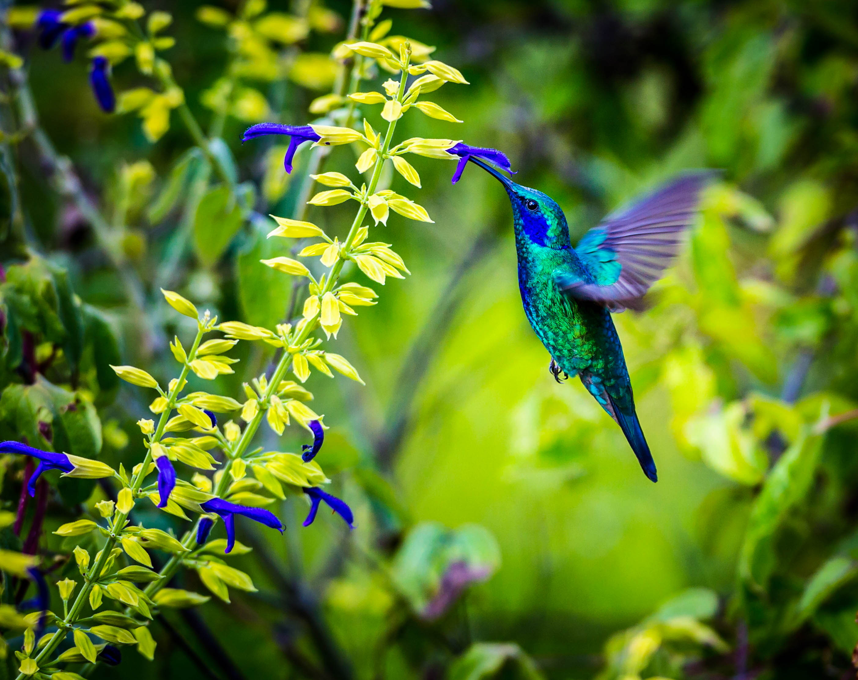 Barbados, Hunte's Garden, Hummingbird