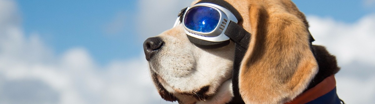 Beagle dog wearing blue flying glasses