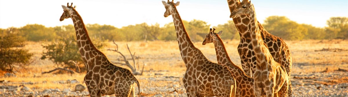 Family of Wild Giraffes in Etosha NP Namibia Africa