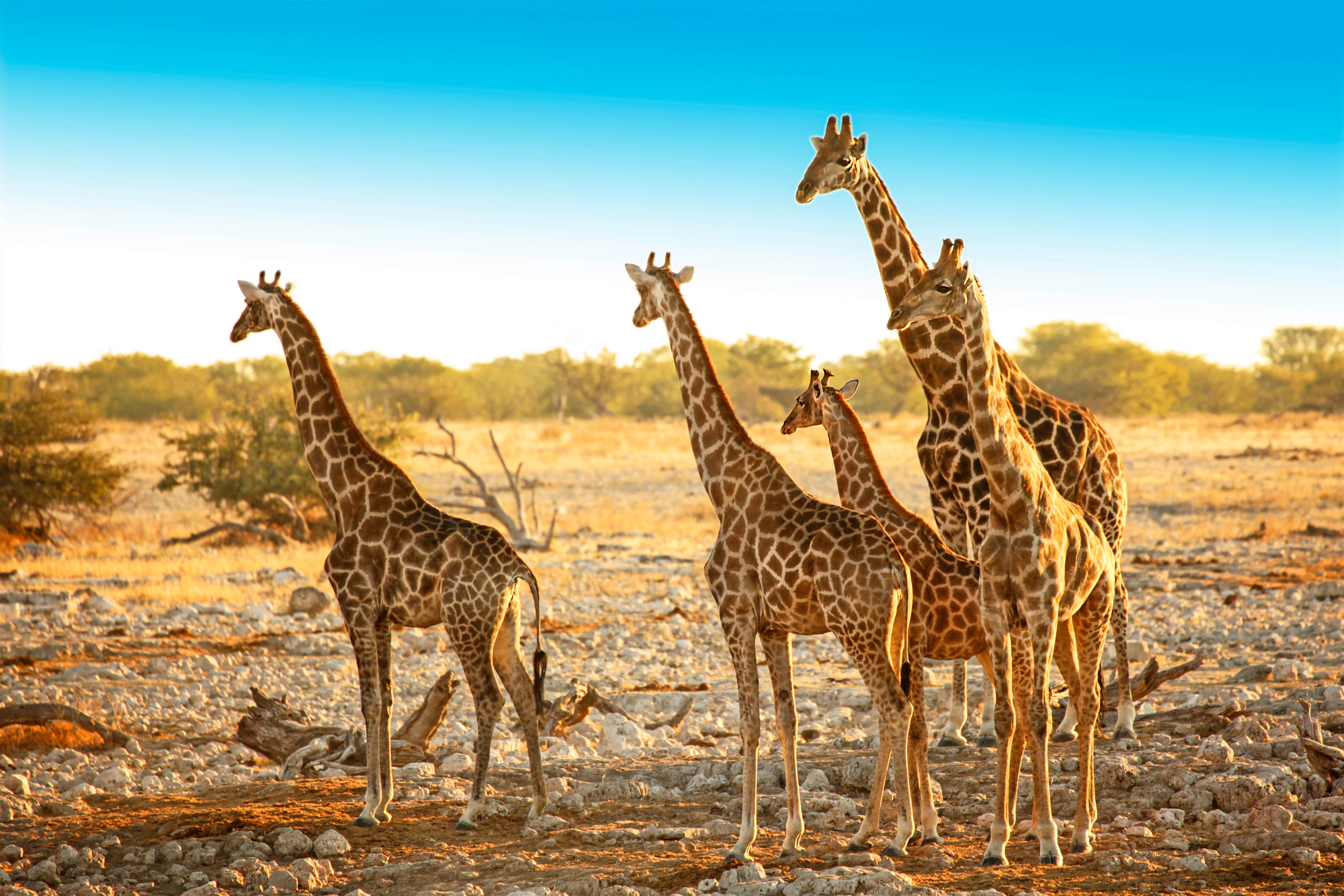 afrika namibia safari