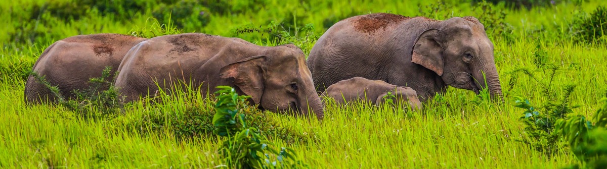 kleine-gruppe-von-wilden-elefanten-nationalpark-khao-yai-istock_000073602235_large-2 (1)
