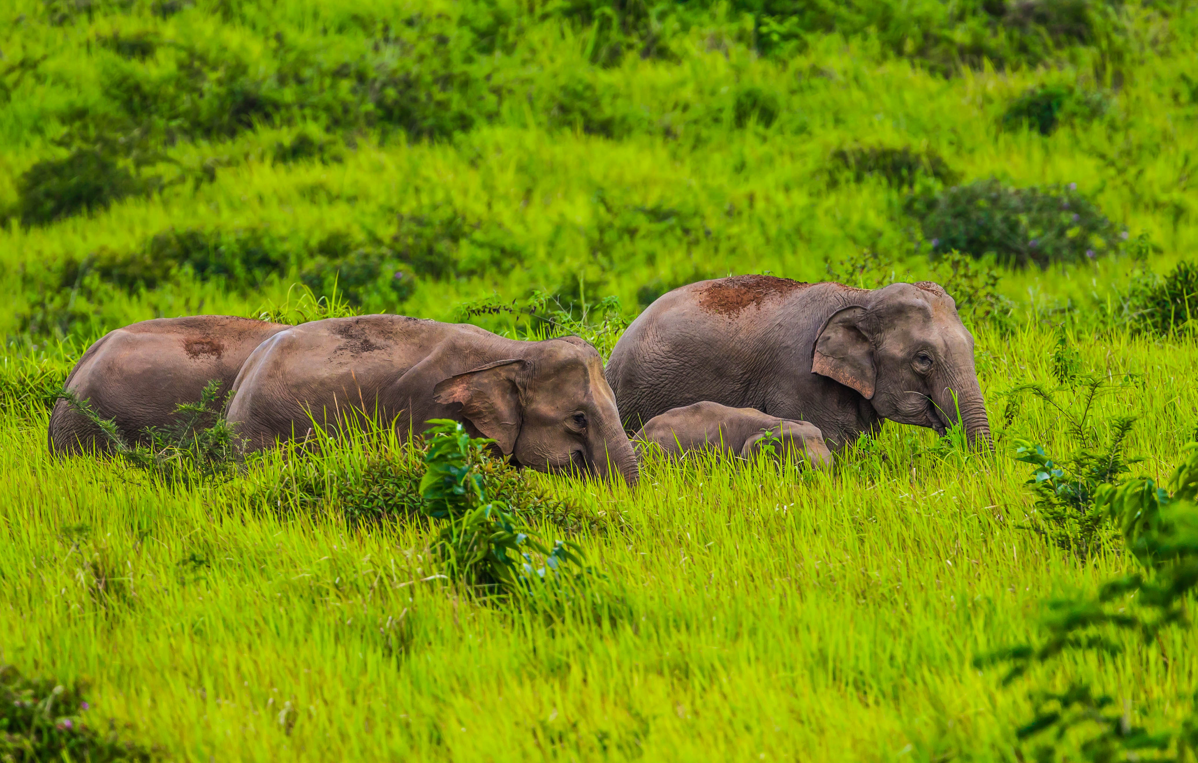 Gruppe von wilden Elefanten Nationalpark Khao Yai Thailand