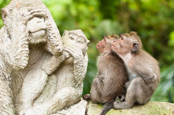 Sehenswürdigkeiten auf Bali Monkey Forest in Ubud