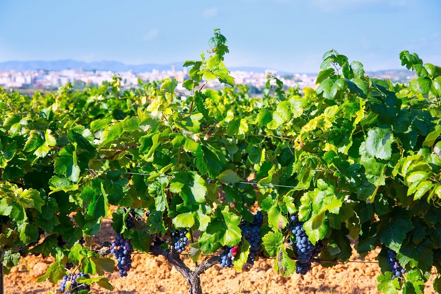 Valencia gehört zu den fruchtbarsten Weinregionen Spaniens