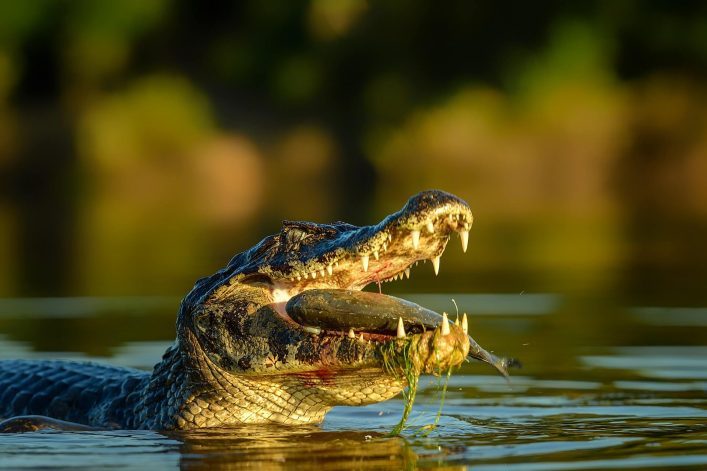 Wild-Amazonian-Basin-In-Ecuador-shutterstock_784178149