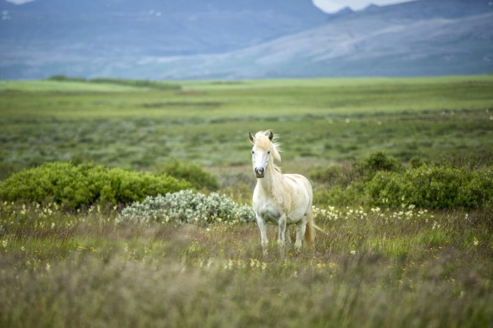 Icelandic Horse in a Beautifull Field