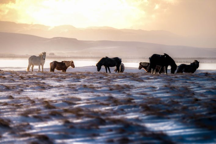 Icelandic horses