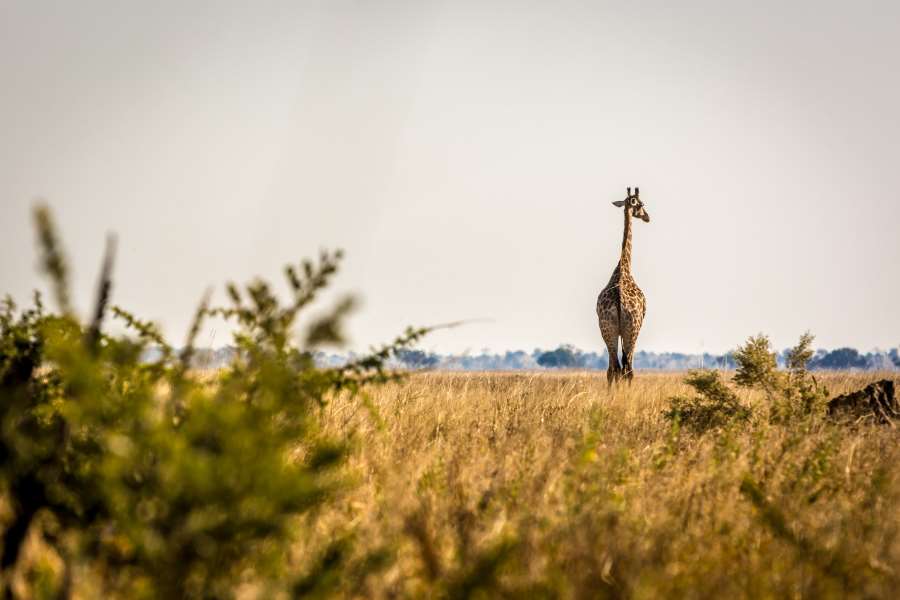 Wilde Giraffe in Savuti, Botswana