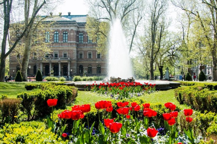 Rote Tulpen im Zrinjevac Park sind zu sehen.