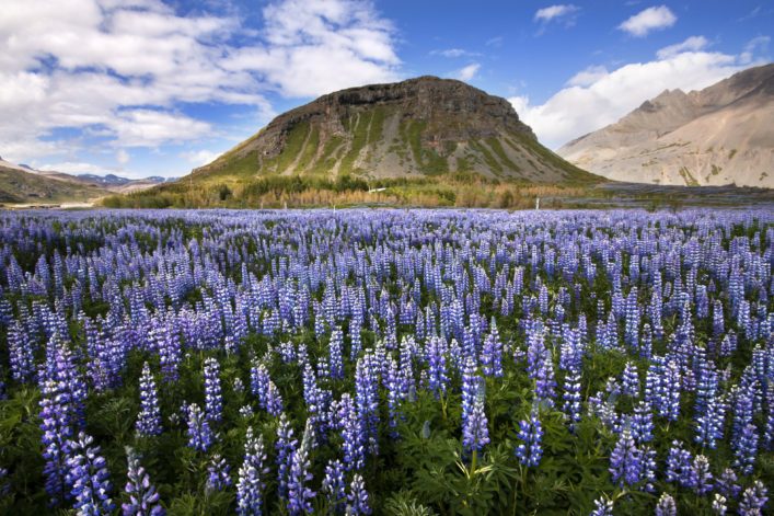 urlaubsguru.de_island_iceland_field_landscape_nature_175515029