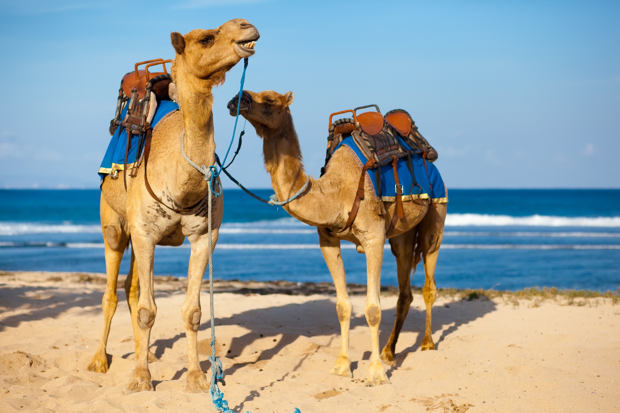 Kamele, Strand, Marokko
