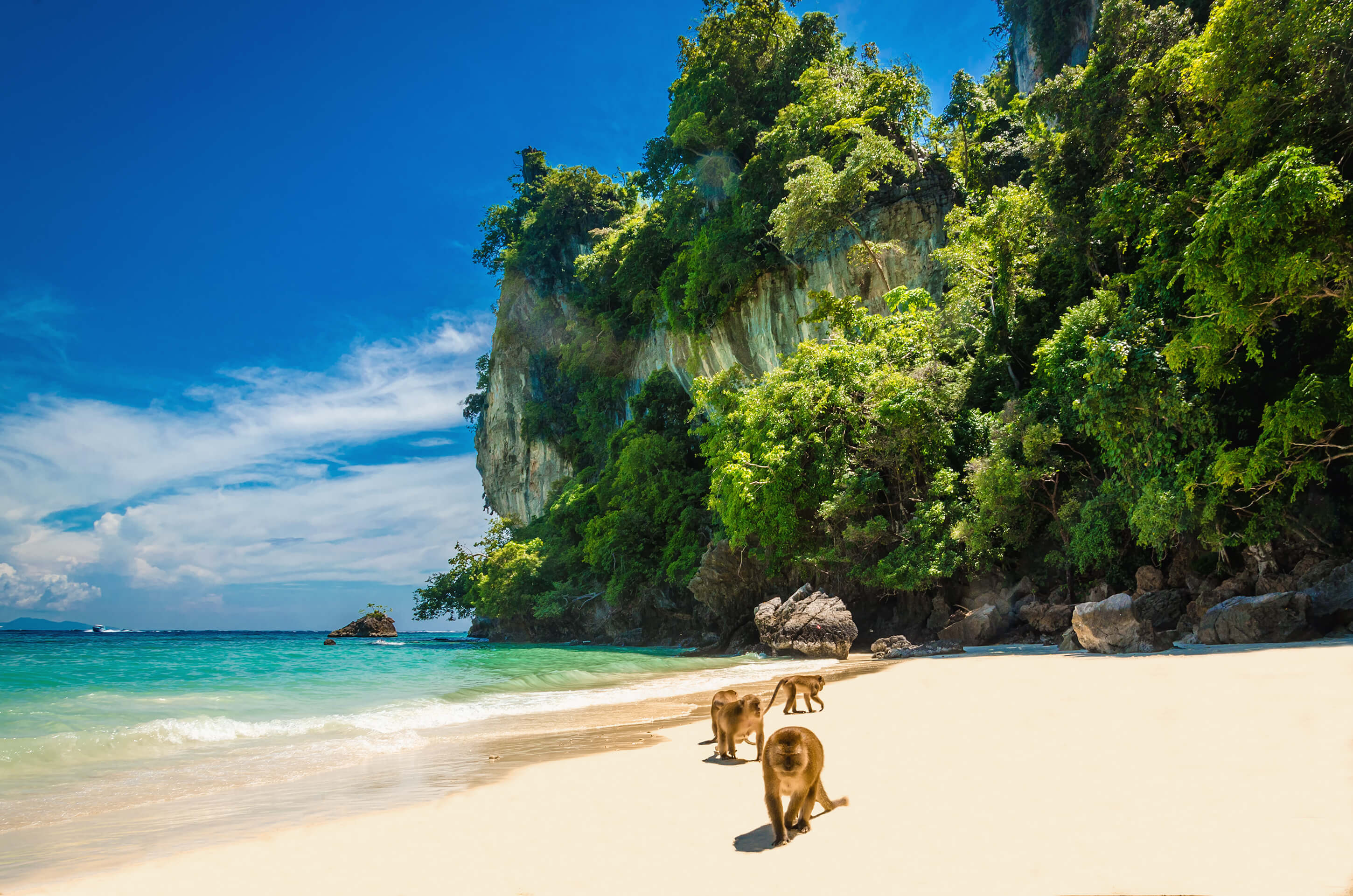 Affen am Strand in Thailand