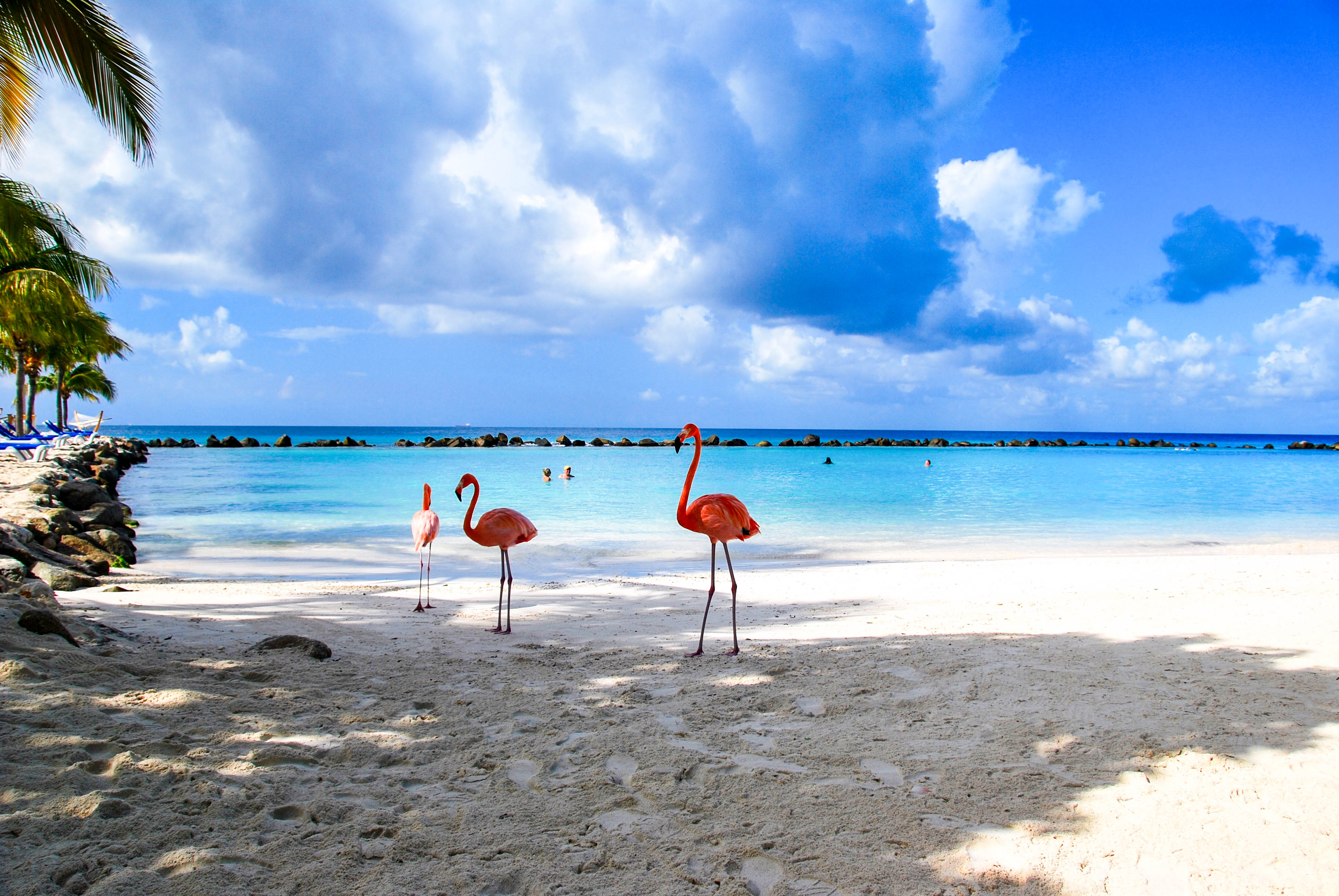 Flamingos am Strand von Aruba