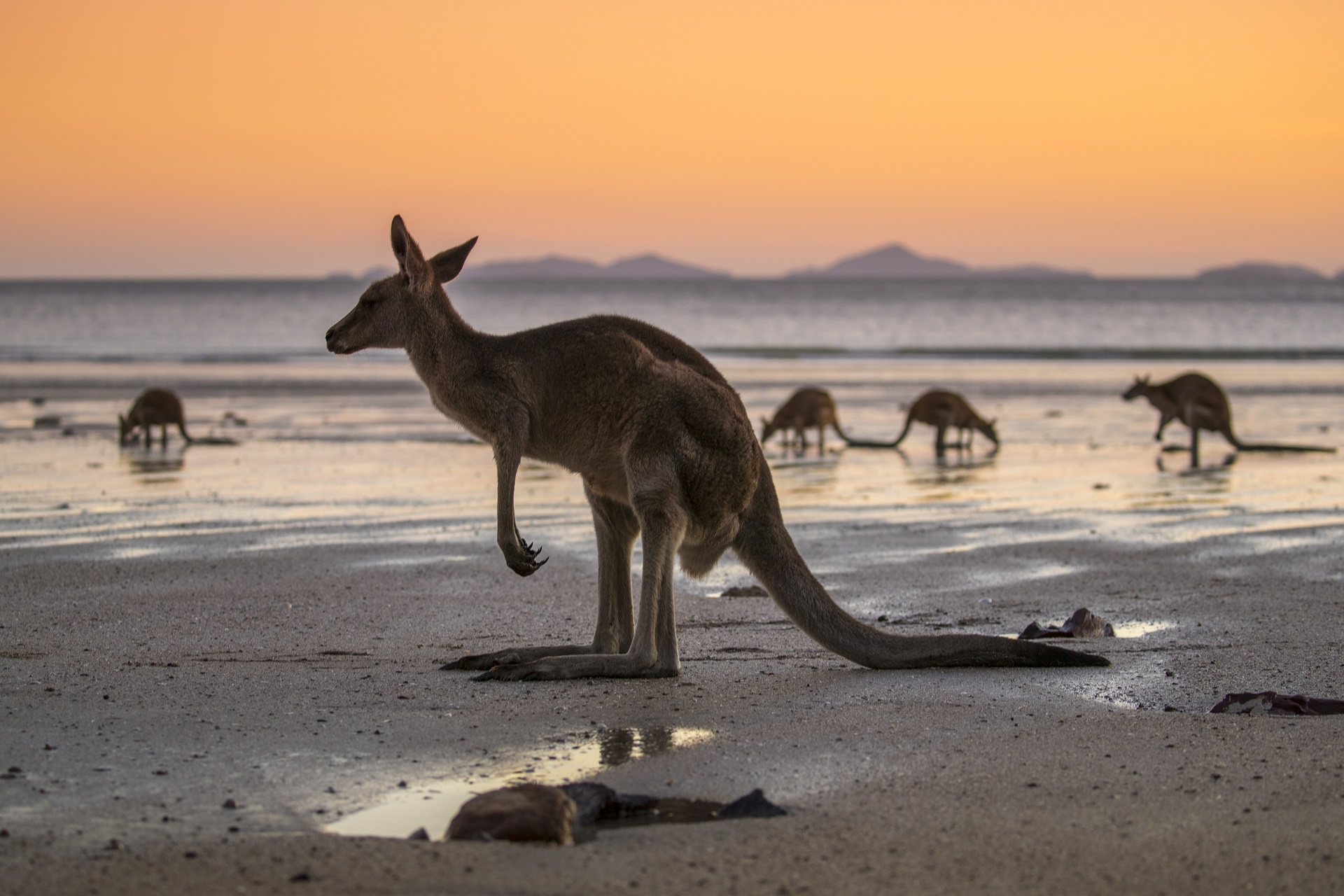 Ein Känguru am Strand