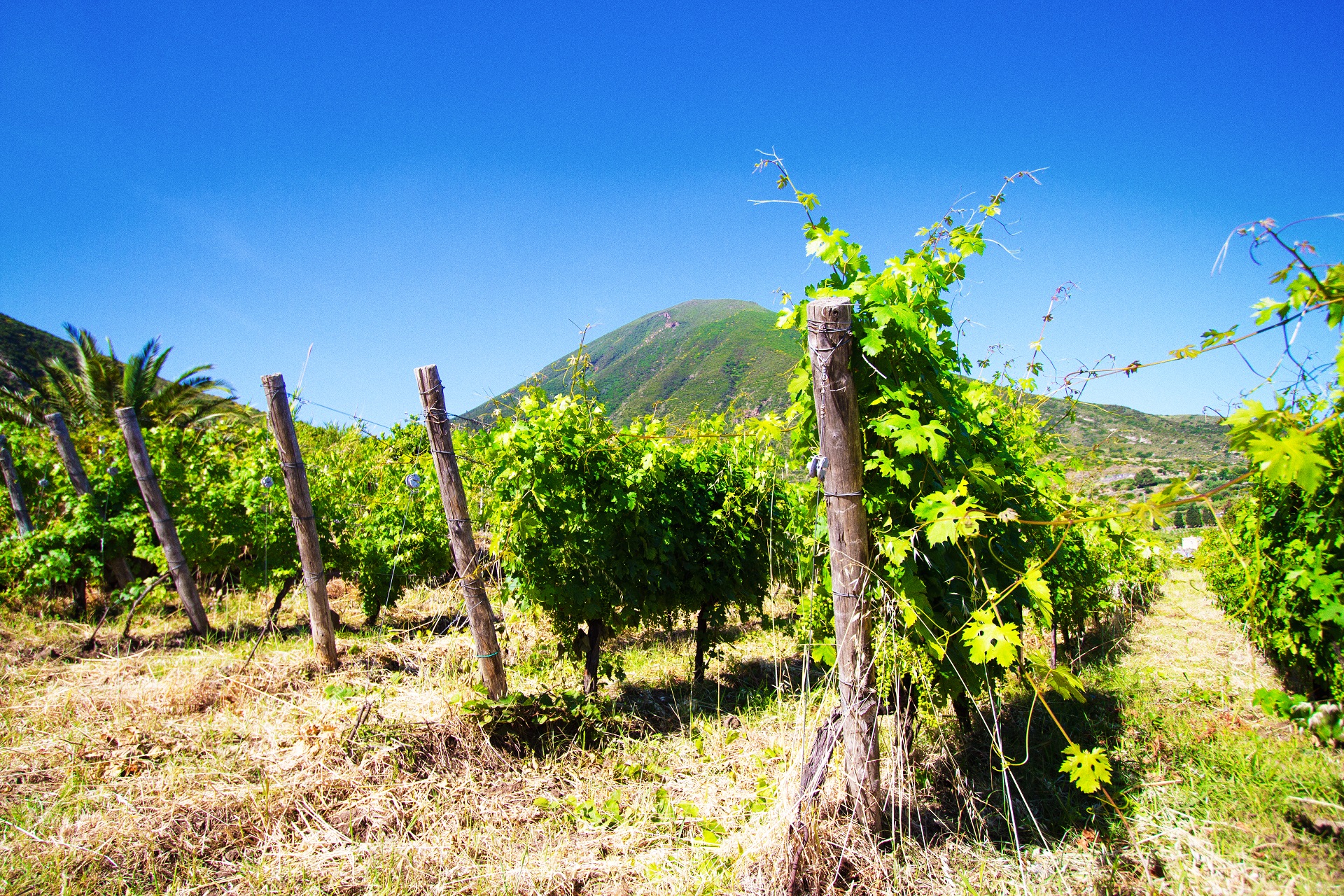 Die Weinfelder auf Salina mit den zwei Bergen im Hintergrund geben ein malerisches Bild ab.