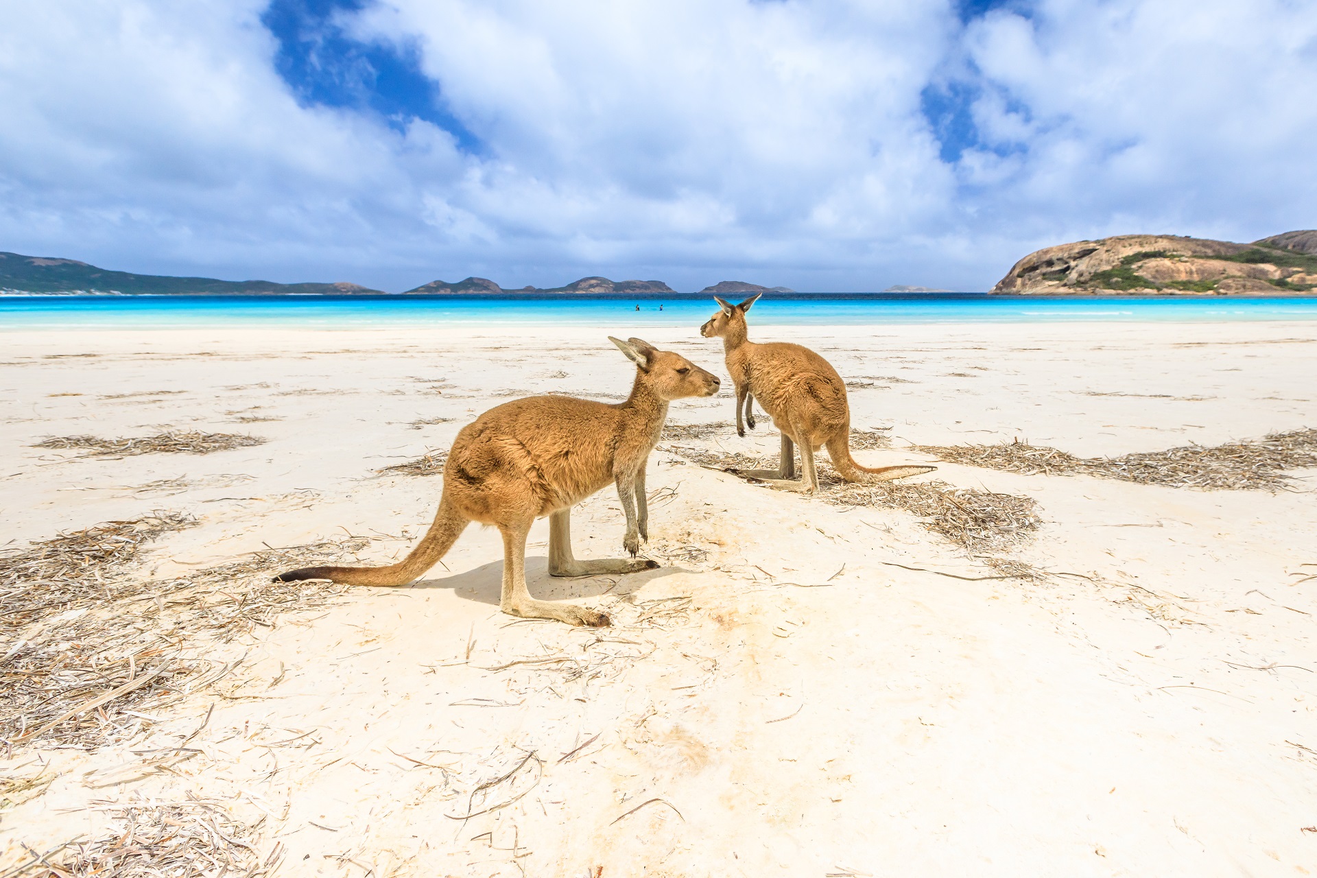 Kängurus am Strand von Australien