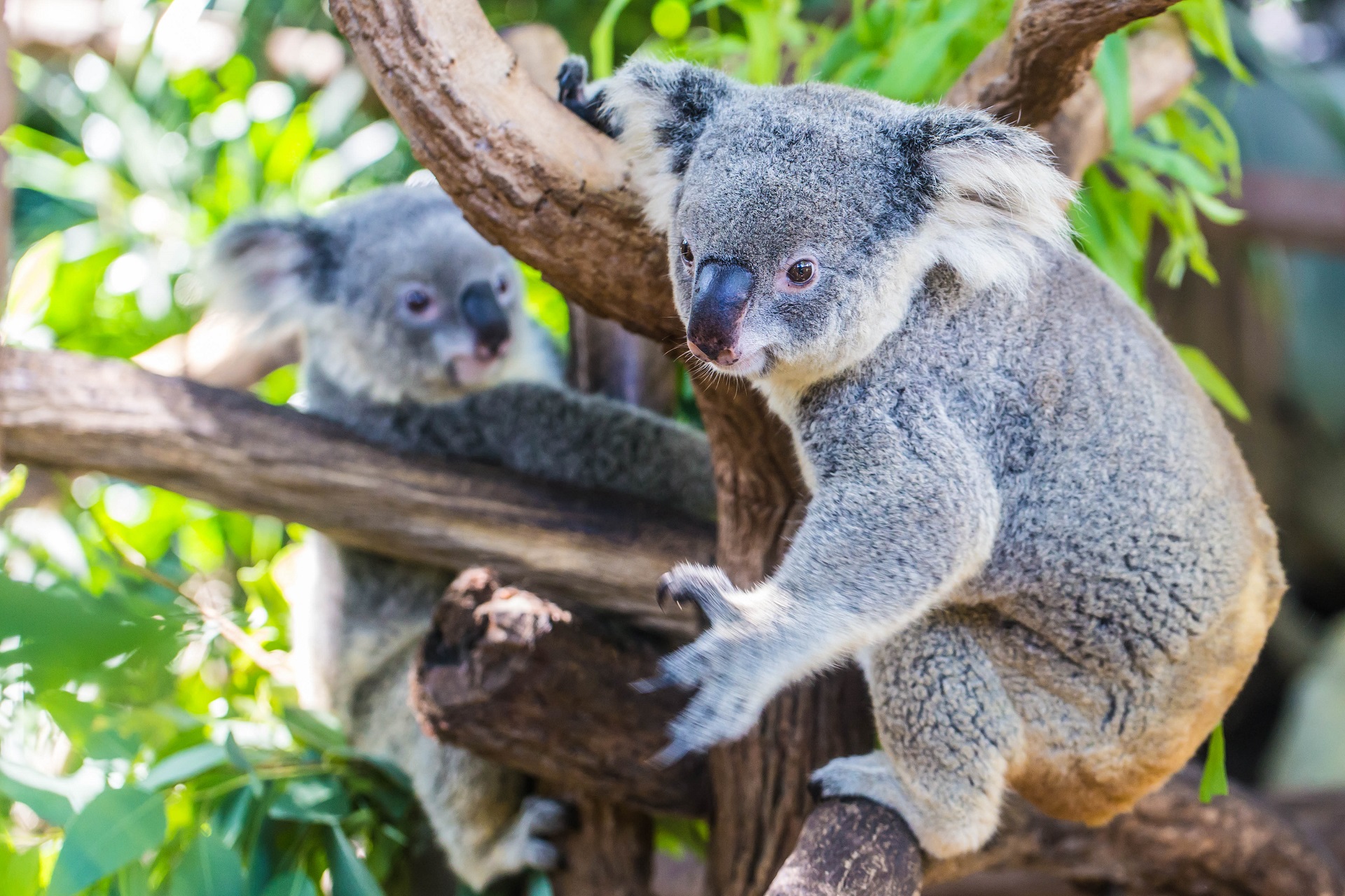Koalas in einem Baum