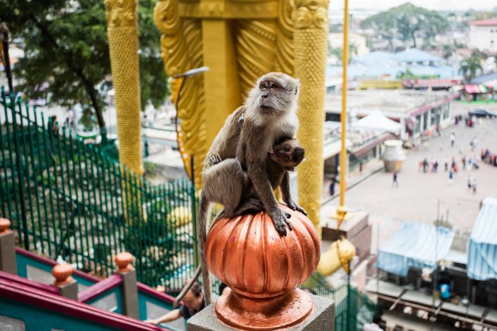 Affe Batu Caves