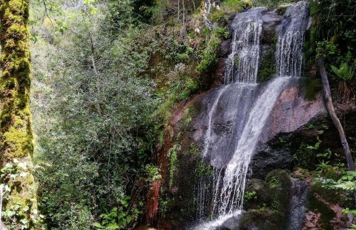 Wasserfall fließt über Felsen inmitten eines üppigen Waldes. Links stehen Bäume mit dichtem Laub, umgeben von Farnen und Moos. Die Szenerie wirkt ruhig und naturbelassen.