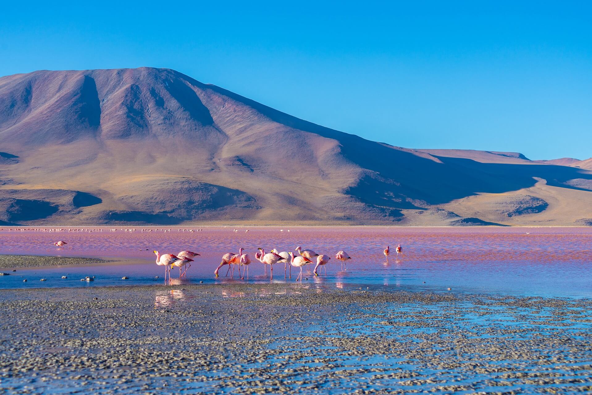 Flamingos am pinken See in Bolivien
