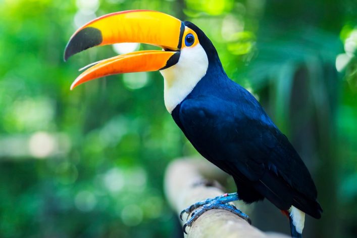 Tukane könnt ihr im Parque das Aves bewundern
