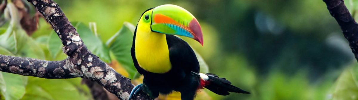 Ein Tucan auf einem Baum in Costa Rica.