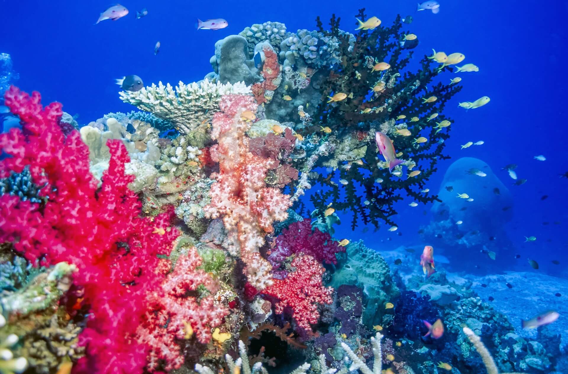 Auch die Unterwasserwelt auf den Fidschi Inseln ist wunderschön